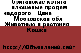 британские котята плюшевые продам недорого › Цена ­ 10 000 - Московская обл. Животные и растения » Кошки   